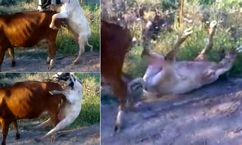 Hilarious Video Captures Moment Small Bull Attempts To