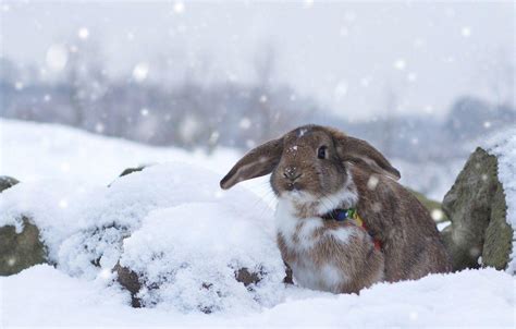 Snow Rabbit Wallpapers Top Free Snow Rabbit Backgrounds Wallpaperaccess