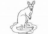 Kangoeroe Kleurplaten Kleurplaat Kangaroo Kanguru Animaatjes Malvorlagen1001 Kangourou Coloriages sketch template
