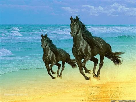 paarden aan strand horse wallpaper images wallpaper animal wallpaper beach wallpaper