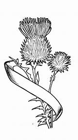 Thistle Distel Schottische Thistles Getdrawings Biomek Symbole Gemerkt Schottisches Schottland sketch template