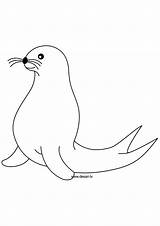 Seal Coloring Drawing Pages Sketch Animals Printable Pole Sea Drawings Zoo sketch template