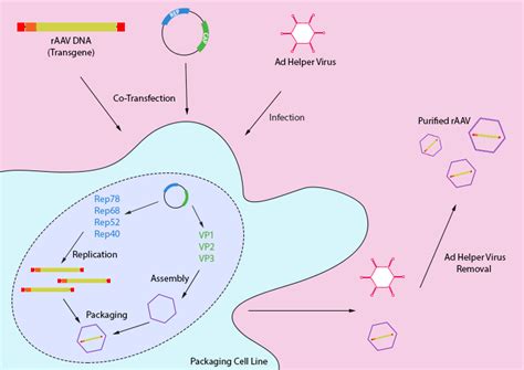Adeno Associated Virus Aav – Production And Modification Of Aav Abm