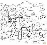 Bobcat Colorare Lince Disegni Lynx Forest Capibara Rossa Bosque Printmania Animali Animals Bambini Mammiferi sketch template