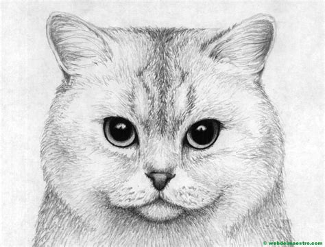 gato dibujado  lapiz web del maestro