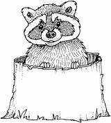 Raccoon Coloring Pages Cute Sheet Drawing Tacos Dragons Template Clipart Tree Clip Taco Stump Getdrawings Raccoons Library Popular sketch template