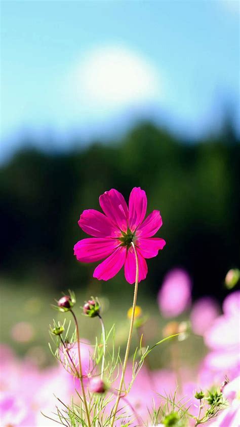 Spring Purple Flower Field Bokeh Android Wallpaper free  