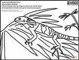 Fijian Iguana Banded sketch template