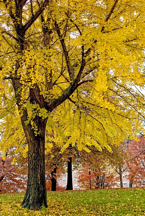 female ginkgo trees acrid smell  success   york times