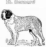 Bernard Coloring Saint St Printable Pages Atozkidsstuff Template Sketch Designlooter Dog 51kb 300px sketch template