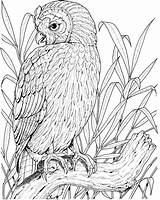 Owl Coloring Pages Color Printable Perched Realistic Owls Adults Drawing Sheets Birds Burrowing Clipart Supercoloring Getdrawings sketch template