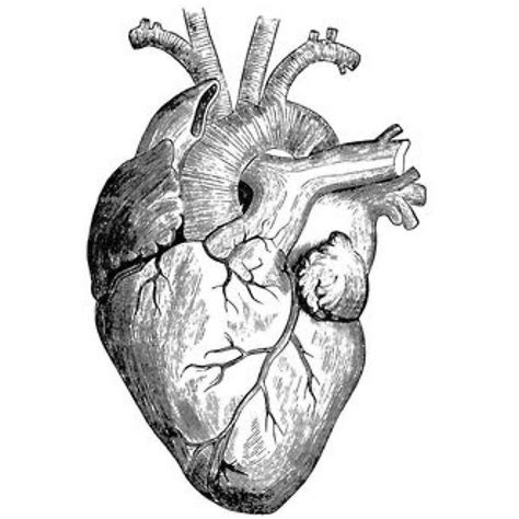 Human Heart Anatomy Drawing Free Download On Clipartmag