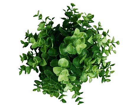 Plants Plan View Png 10 Free Cliparts Download Images On Clipground 2022