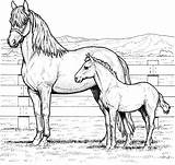 Horse Coloring Pages Stall Farm Animal sketch template