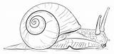 Lumaca Stampare Snail sketch template