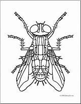 Fly Drawing House Housefly Getdrawings sketch template