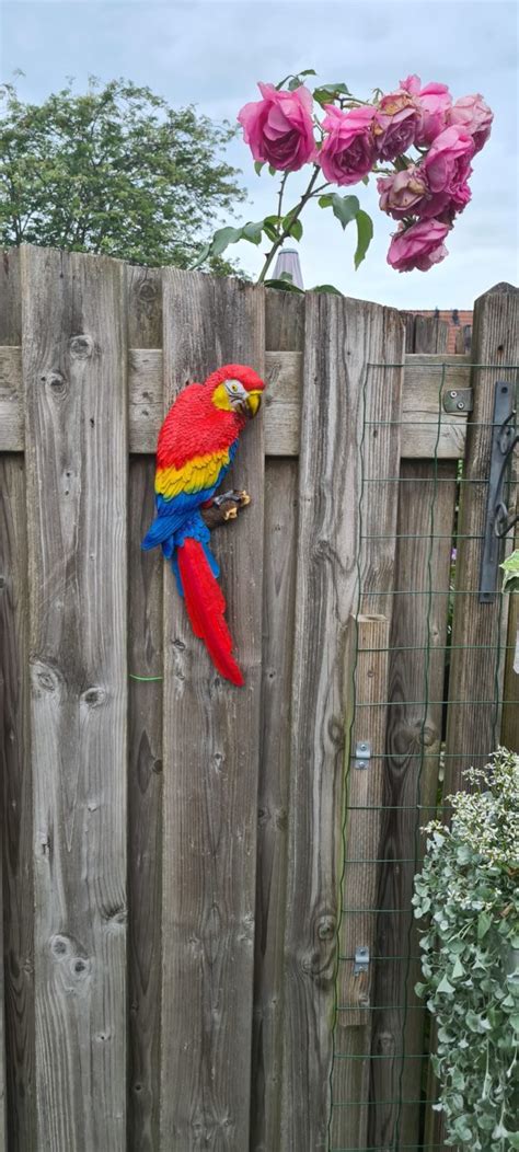 beeld tuin papegaai ara de mooiste dierenbeelden