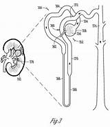Nephron Unlabeled Excretory Kidney Urinary Patentimages Googleapis Storage sketch template