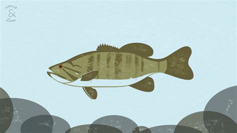 largemouth bass wallpaper 58 images