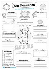 Steckbrief Kaninchen Zwergkaninchen Grundschule Steckbriefe Arbeitsblatt Lehrermarktplatz Tieren sketch template