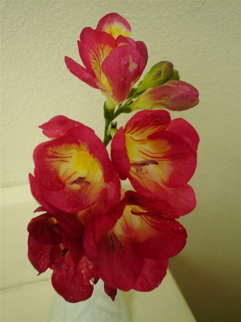 freesia flowers photo  fanpop