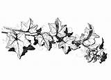 Ivy Drawing Vine Tattoo Sketch Drawings Vines Leaf Pencil Sketches Poison Tattoos Draw Drawn Explore Paintingvalley sketch template