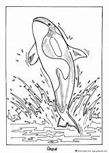 Coloring Shamu Pages Getcolorings sketch template