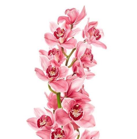 bouquet  peach color phalaenopsis orchid   transplant orchids