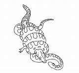 Anaconda Coloring Titanoboa Caiman Pages Color Animal Print Printable Colored Cool Animals Sheet Drawings Back sketch template