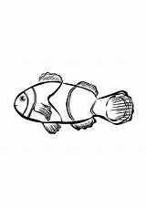 Fish Coloring Clown Pages Drawing sketch template