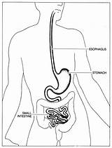 Stomach Esophagus Anatomy Intestine Intestines Abdomen Colon Template sketch template