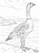 Goose Coloring Nene Pages Printable Snow Ipad Color Cliparts Baby Drawing Library Clipart Designlooter Version Click Popular Categories sketch template