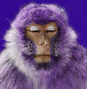 death  destruction purple monkeys wattpad