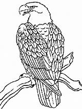Vultur Colorat Desene Planse sketch template