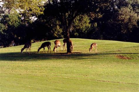 disney s oak trail golf course orlando fl top tips