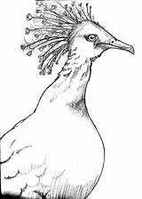 Pigeon Crowned Victoria Coloring Designlooter 25kb sketch template