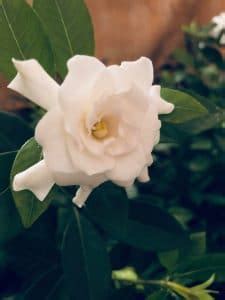 grow gardenias indoors top care tips smart