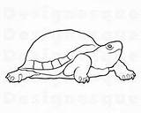 Tortoise Turtle sketch template