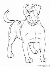 Bulldog Coloring Pages English Georgia Puppy Getdrawings Getcolorings sketch template