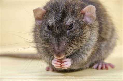 give  fat rats clacker  covid  testing