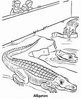 Mewarna Krokodil Alligator Alligators Reptile Repteis Buaya Pemandangan Crocodile Reptiles Pintarcolorir Ausmalbild Terhebat Pintar Kanak Q1 sketch template