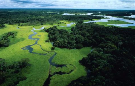 amazonas regenwald der superlative wwf oesterreich