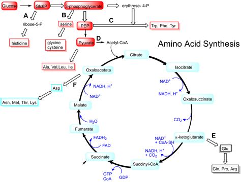biosynthesis pathway