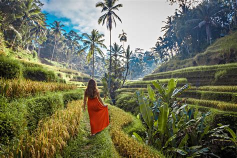Rice Fields Tegallalang Bali Indonesia The Pinnacle List