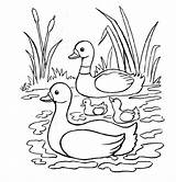 Coloring Ducks sketch template