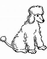 Poodle Coloring Pages Standard Printable Toy Poodles Color Template Chow Sheets Clipart Print Getcolorings Drawn Size Library sketch template