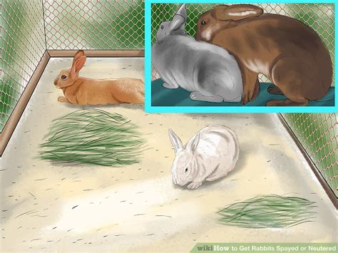 3 ways to get rabbits spayed or neutered wikihow