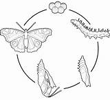 Mariposa Metamorfosis Papillon Cocon Lebenszyklus Schmetterlings Eines Animés Icônes Istockphoto sketch template