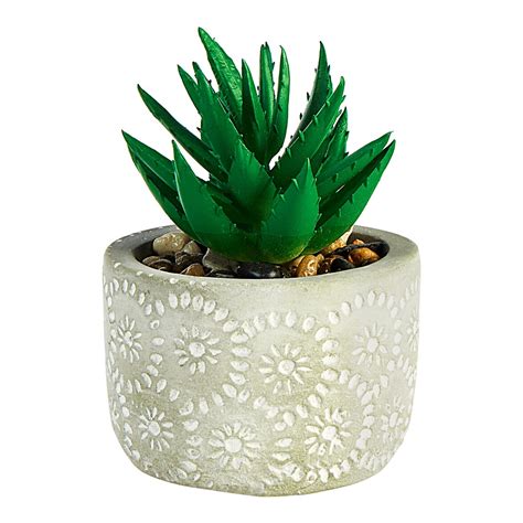 mini cactus  kopen huis comfort