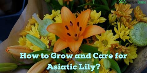 grow  care  asiatic lily treillageonlinecom